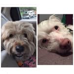 @teddyandcasey - Instagram