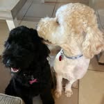 Teddy & Zoey - @teddy.castillo.2017 - Instagram