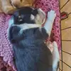 Teddy Castillo - @.teddy_the_aussie - TikTok