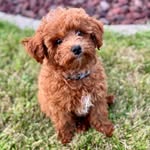 Teddy - @teddy_boo_castillo - Instagram