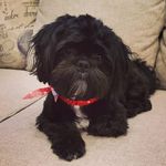 Teddy Castle - @k9_ted_and_nala - Instagram