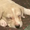 Teddylee - @teddyleecastle - TikTok
