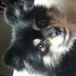 teddy - @celestes_dog_teddy - Instagram
