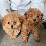 Teddy Bear Chapman Davis & Wrigley Chapman - @teddyandwrigley - Instagram