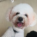 Teddy Chapman - @teddythewhitepood - Instagram