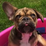 Teddy Chapman - @teddythefrenchbulldog_cute - Instagram