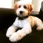 Teddy chapman - @teddy_the_menace - Instagram