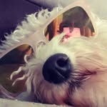 Teddy The Stud Dog Chapman - @teddythetoypoodle2021 - Instagram