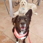 Ted&Stell 🐾 - @_teddy_clarke_ - Instagram