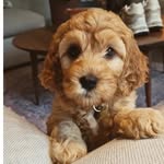 Cobberdog Teddy - @lifeofcobberdog.teddy - Instagram