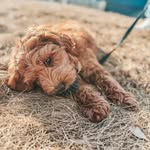 Nor Cunard Kokos Gobi - @teddy.thecobberdog - Instagram