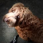 Swiss Mountain Gold Teddy - @cobberdog_teddy2021 - Instagram