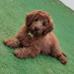 @teddy.cobberdog - Instagram
