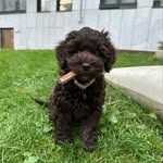 @teddy__cobberdog - Instagram