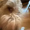 Teddy 🐾 - @cobberdogteddyy - TikTok