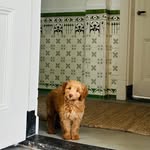 Teddy 💕 - @teddy.beer.cobberdog - Instagram