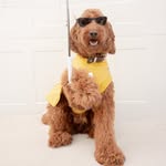 Teddy 🐾🤎 - @teddy_thecobberdog - Instagram