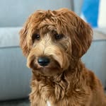 TEDDY - @cobberdog.teddy - Instagram