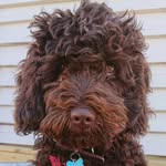 Teddy_cobberdog - @teddy_cobberdog - Instagram