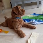 Teddy_Cobberdog - @teddy_.cobberdog - Instagram