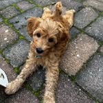 TEDDY🐶🐾 - @cobberdogteddy_ - Instagram