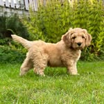 Teddy - @cobberteddy - Instagram