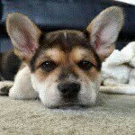 Teddy Cobbler - @teddy_cobbler - Instagram