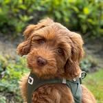 𝑻𝒆𝒅𝒅𝒚 - @lifeofteddy.thecobberdog - Instagram
