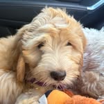Teddy - @miss_teddy_cobberdog - Instagram