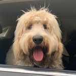 Teddy Taylor - @teddytaylorthecobberdog - Instagram