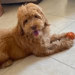 Teddy - @teddy.cobberdog_malta - Instagram