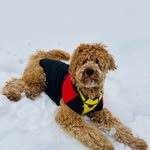 Teddy - @teddy.theaustraliancobberdog - Instagram