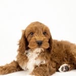 Teddy - @teddy_cobberdog_paris - Instagram
