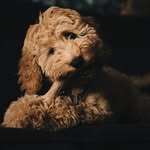 Teddy - @teddy_cobberdoodle - Instagram