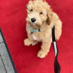 Teddy - @teddy_k_the_cobberdog - Instagram