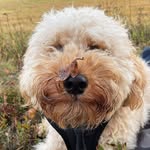 TEDDY🐾🧸 - @teddy_the_cobberdog1 - Instagram