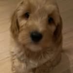 Teddy - @teddy_the_cobberdogg - Instagram