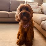 TEDDY - @teddycobberdog5 - Instagram