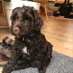 Teddy the Australian Cobberdog - @teddy_the_australian_cobberdog - Instagram