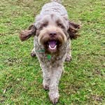 Teddy the Australian Cobberdog - @teddythecobber - Instagram