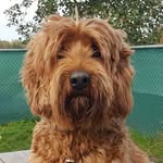 Twentse Cobber Teddy - @cobberdogteddy - Instagram