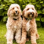 Villa Teddy - @villateddycobberdogs - Instagram