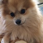 Teddy Bear Cohen - @teddybearcohen - Instagram