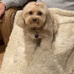 Teddy Cohen - @teddythetcup - Instagram