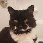 Teddy Cohen - @wesleythehobowizardcat - Instagram