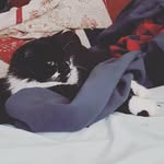 Teddy Cohen - @kwcatblog - Instagram