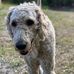 Teddy Cohen - Facebook