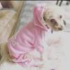 Teddy Cohen 💋💋💋 - @lovedogs387 - TikTok