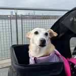 Teddy Cohen-Xu 🐕🏙️💕 - @museum_queen - Instagram