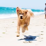 Teddy the Mini Goldendoodle🐾 - @teddy.cohen - Instagram